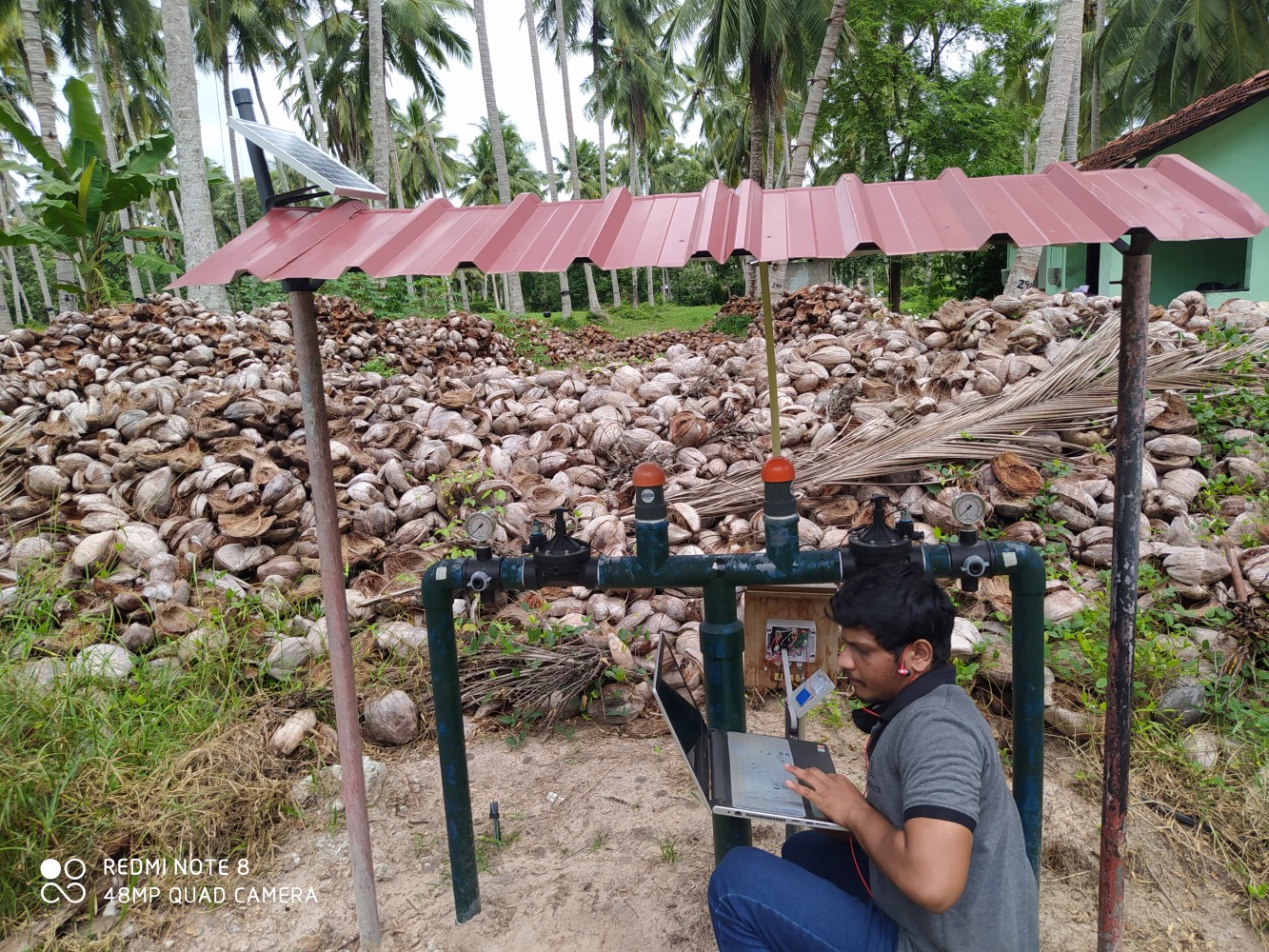 Importance of irrigation management in the production of coconuts